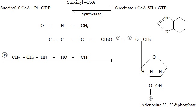 sturcuture of conenzyme A (CoA -SH)